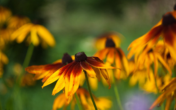 Helios 44-2 58mm F2 Lens