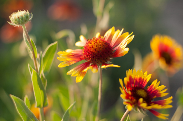 Helios 44M 58mm F2 Lens