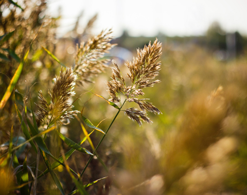 Helios 44M-6 58mm Russian Soviet Lens