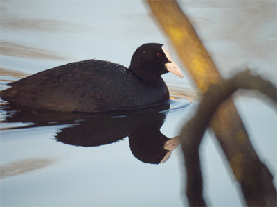 Samyang 500mm f/8.0 Mirror Lens