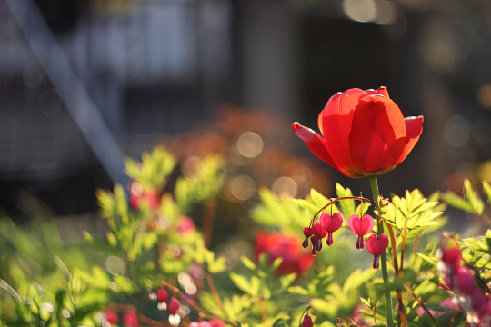 Helios 44-3 58mm F2 Lens